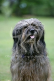 Briard