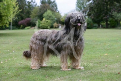 Briard