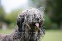 Briard