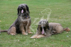 Briard