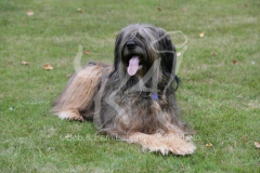 Briard