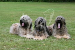 Briard