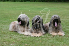 Briard