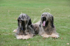 Briard