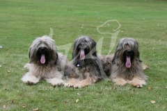 Briard