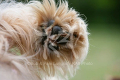 Briard