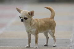 Chihuahua