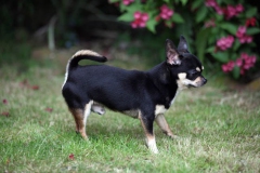 Chihuahua