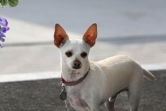 Chihuahua