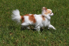 Chihuahua