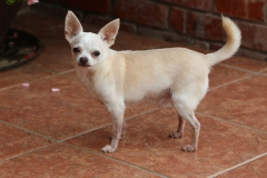 Chihuahua