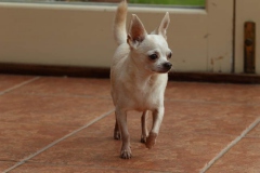 Chihuahua