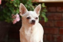 Chihuahua