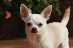 Chihuahua