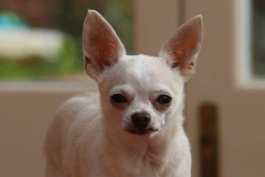 Chihuahua