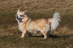 Chihuahua