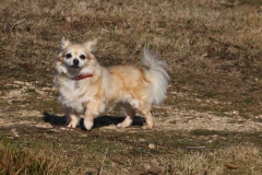 Chihuahua