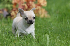 Chihuahua