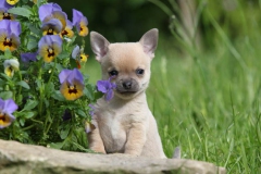 Chihuahua