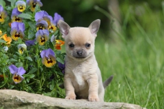 Chihuahua