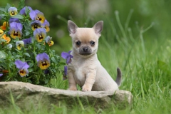 Chihuahua