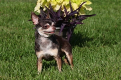 Chihuahua