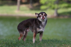 Chihuahua