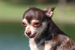 Chihuahua