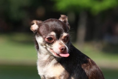 Chihuahua