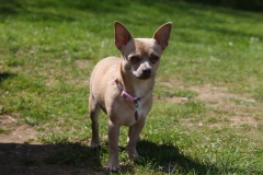 Chihuahua