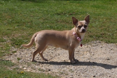 Chihuahua