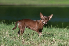 Chihuahua