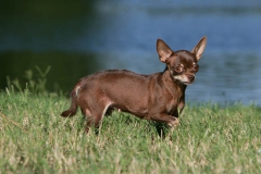 Chihuahua