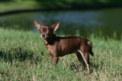 Chihuahua