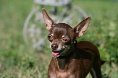 Chihuahua