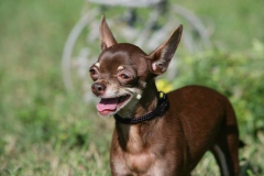 Chihuahua