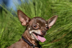 Chihuahua