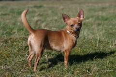 Chihuahua