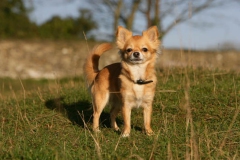 Chihuahua