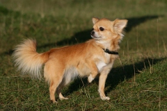 Chihuahua