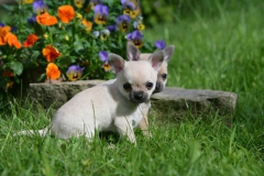 Chihuahua