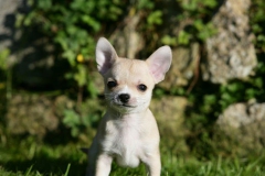 Chihuahua