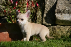 Chihuahua