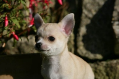 Chihuahua