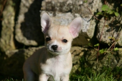 Chihuahua