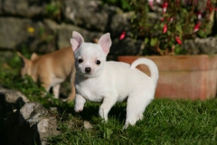 Chihuahua