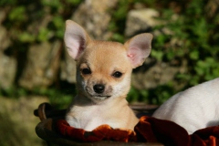 Chihuahua