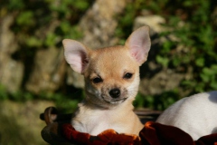 Chihuahua