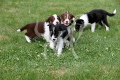 Collie - Border