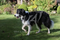 Collie - Border